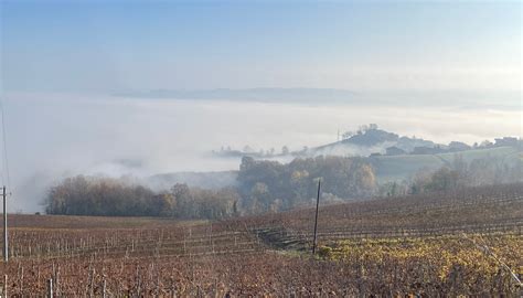 Barolo's 2022 growing season | Jancis Robinson