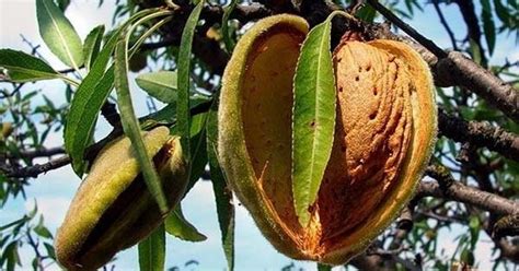 Миндаль польза Скажите, а вы любите орехи? А миндаль? Я лично очень ...