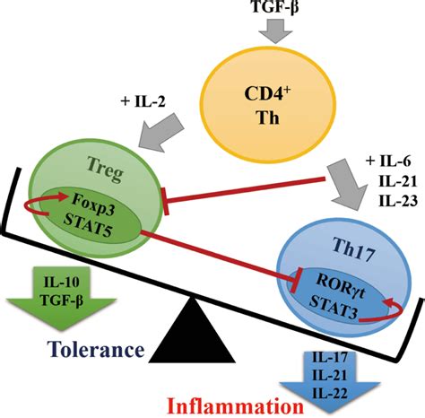 Differentiation Of Cd4 T Cells Into Th17 Or Treg Cells Under