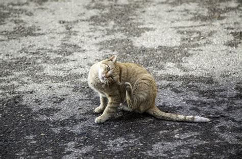 Can Fleas Be Invisible To The Naked Eye Pestwhisperer