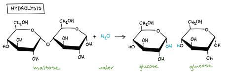 Difference Between Maltose And Sucrose Definition