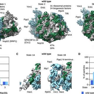 Compartmentalization of nascent 60S subunits promotes the progression ...