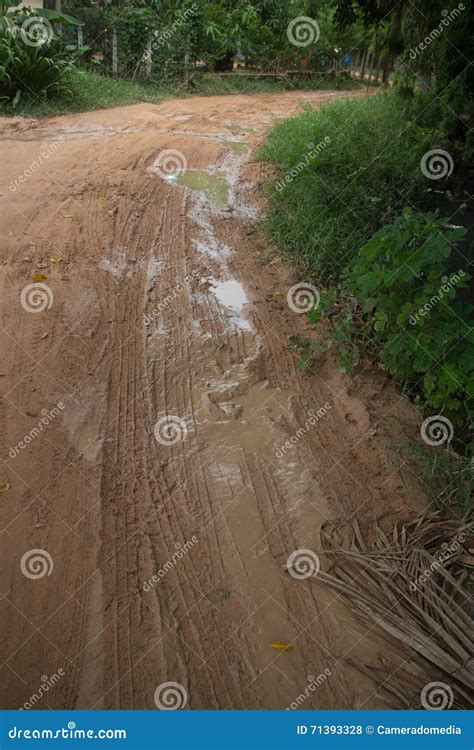 Vertical View Muddy Jungle Road Stock Photo Image Of Squishy Earthy