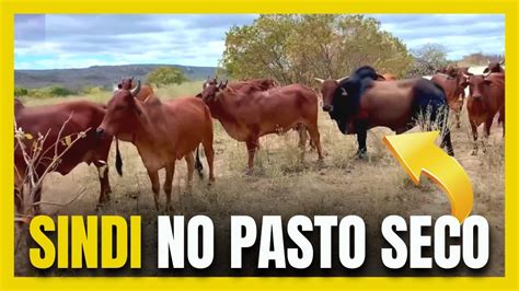 Gado Sindi O Melhor Gado Para A Regi O Nordeste Fazenda Carna Ba