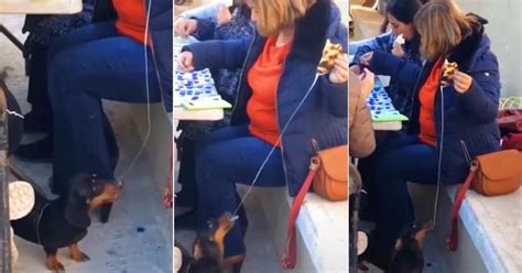 TikTok viral perrito aprovecha la distracción de su dueña para comerse