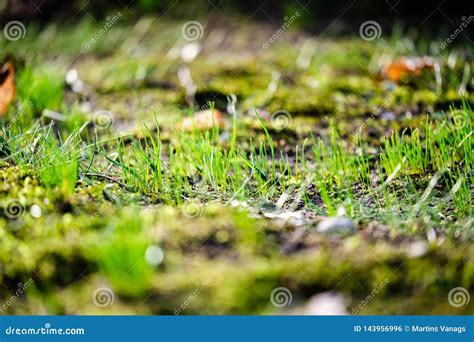 First Green Grass Growing From Naked Spring Soil Stock Photo Image Of Hayfield Naked 143956996