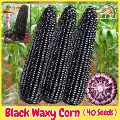 Sweet Glutinous Black Corn Seeds For Planting 40 Seeds Purple Black