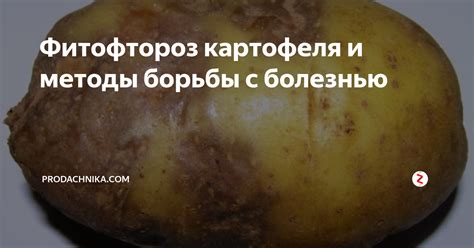 Фитофтороз картофеля и методы борьбы с болезнью | prodachnika.com | Дзен