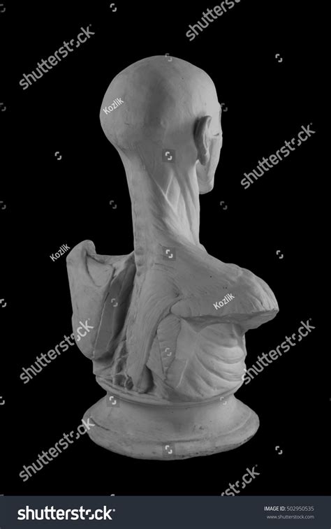 Plaster Statue Naked Man Anatomically Shaped Stock Photo 502950535 Shutterstock
