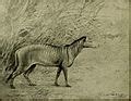 Category:Eohippus - Wikimedia Commons