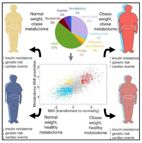 There Are Many Types Of Obesity Which One Matters To Your Health