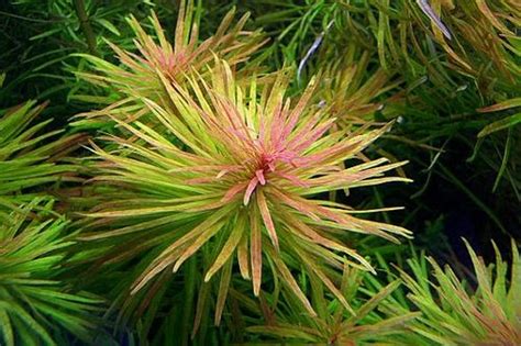 Профил на Лудвигия инклината (Ludwigia inclinata ) - AQUAPORTAL.BG