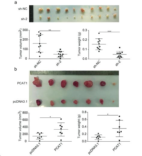 PCAT1 Enhances ESCC Cell Growth In A Nude Mouse Xenograft Model A