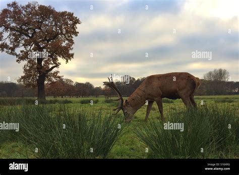 Stag Hall Hi Res Stock Photography And Images Alamy