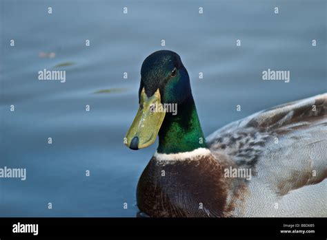 Portrait of Mallard duck Stock Photo - Alamy