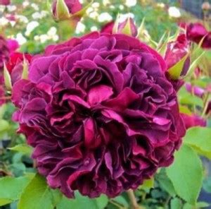 Роза Вильям шекспир 2000 - описание сорта