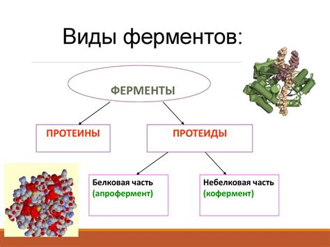 Ферменты. Свойства. Функции. Механизм действия - online presentation