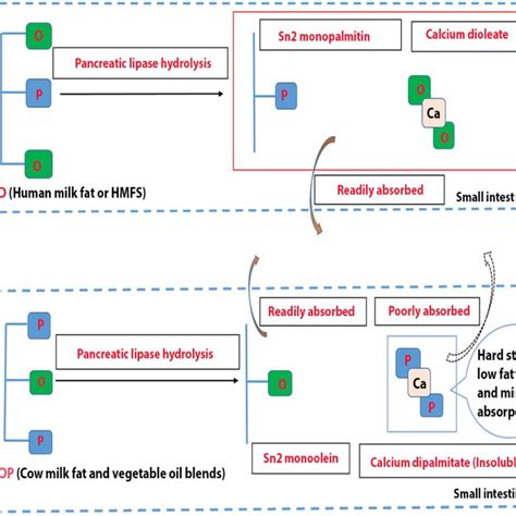 Lipasecatalyzed Lipid Modification Reactions A Alcoholysis B