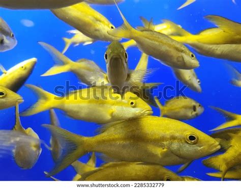 fish swim movement images stock  vectors shutterstock