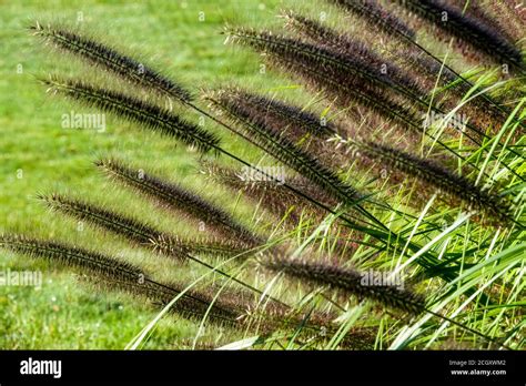 Pennisetum Alopecuroides Moudry