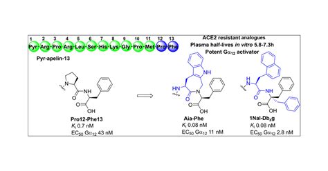 Constraining The Side Chain Of C Terminal Amino Acids In Apelin 13 Greatly Increases Affinity