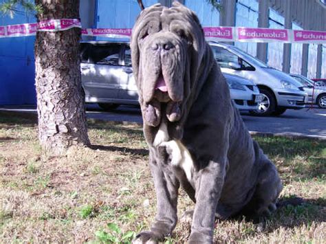 Album Foto Esposizione Canina Di Vrtojba Slovenia