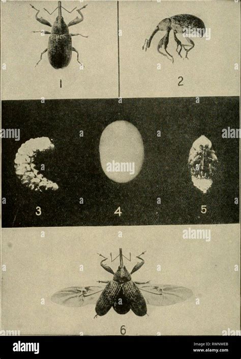 Elementary agriculture (1913 Stock Photo - Alamy