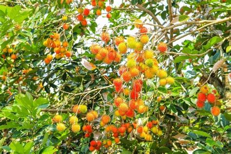 How To Grow Rambutan Fruits A Complete Guide Agri Farming