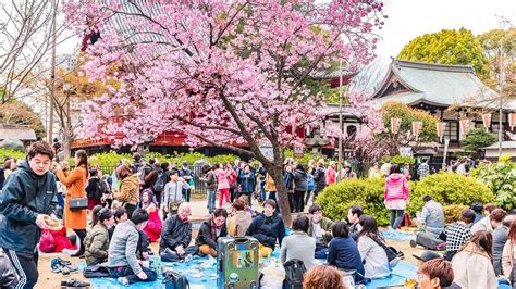 11 Facts About Cherry Blossom Festival
