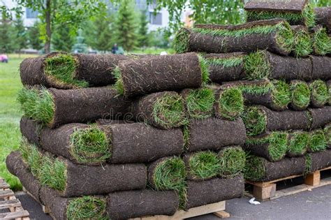 Turf Grass Rolls for Lawn. Carpet of Turf, Roll of Sod for Landscaping. Installation of Modern ...