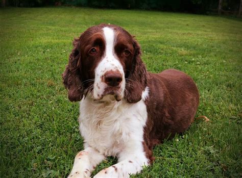 Springer Spaniel Grooming: A Guide With Haircut Pictures