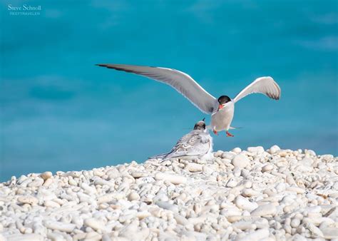 Gulls Terns And Skimmers Of Bonaire Reeftraveler