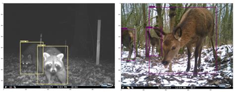 AI Meets Wildlife Conservation Machine Learning In Wildlife Research