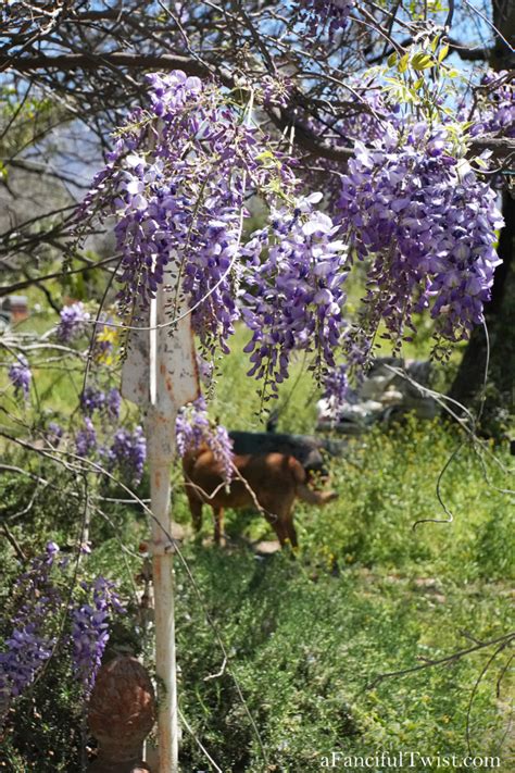 A Fanciful Twist Wisteria Days And The Twists Of Life