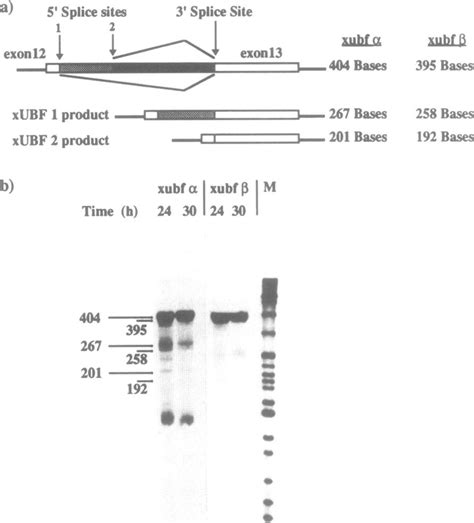 Differential splicing of the -a and -(3 gene transcripts in oocyte. a ...