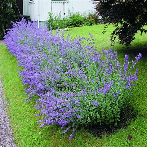 Котовник Фассена Фото В Ландшафтном Дизайне – Telegraph