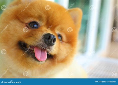 Happy Smile Pomeranian Small Dog Cute Pet Stock Photo Image Of Action