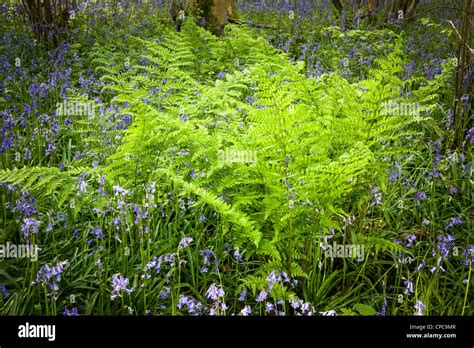 Springtime Bluebell Wood Stock Photo Alamy