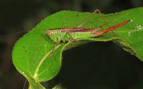 Short Winged Meadow Katydid Conocephalus Brevipennis Oc Flickr