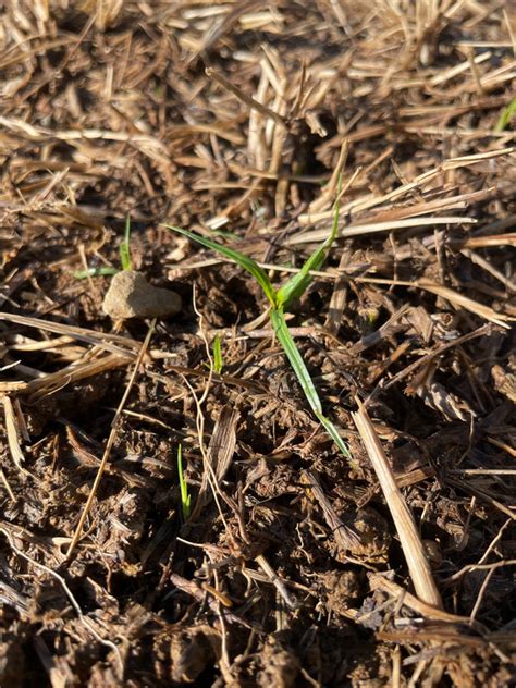 Zenith Zoysia 24hr Germination Lawn Care Forum