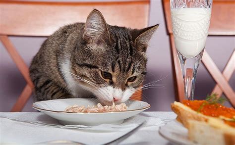 Правила кормления больной кошки