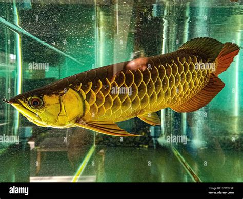 arowana fish arowana fish size chart lcpj