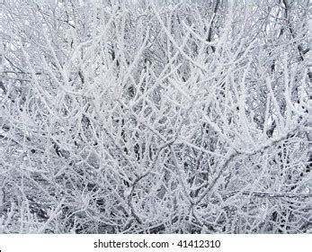 2 Thousand Naked Frozen Branches Royalty Free Images Stock Photos Pictures Shutterstock