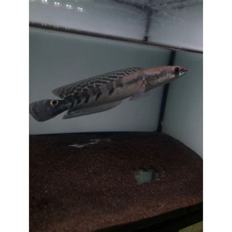 jual chana maru batik maru ys maru borneo bahan keren berprogres