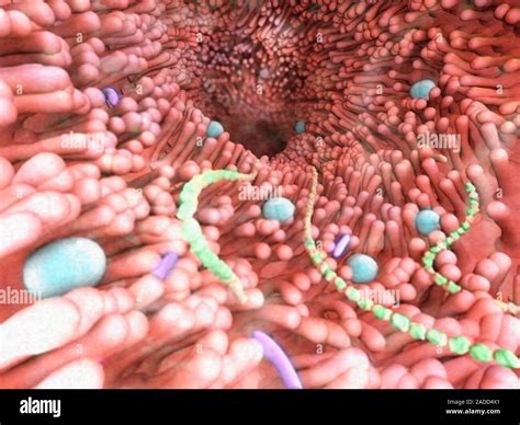 Intestinal Bacterial Flora Illustration Of Bacteria Forming Part Of