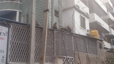 Monkeys India Puttaparthi Joyfully Pornhub Gay