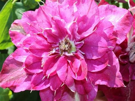 Клематис Май Дарлинг (My Darling) - купить в Минске, доставка почтой по ...