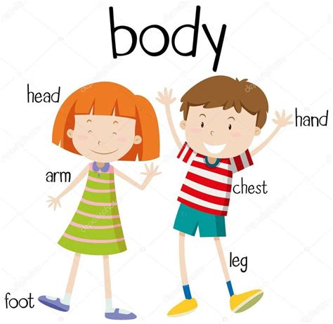 Body Parts Puzzle For 2nd Grade 36 Pieces Play Jigsaw Puzzle For