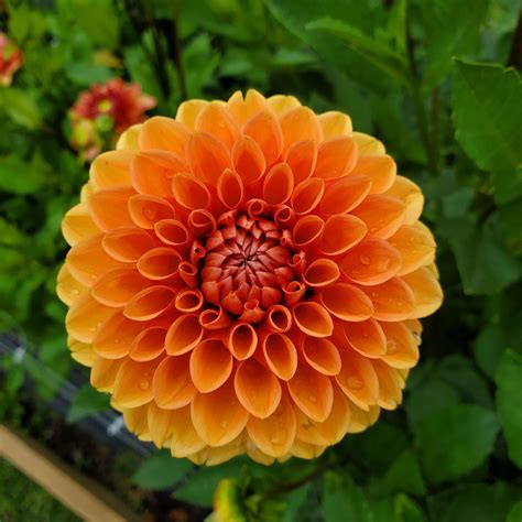 Dahlia Cornel Bronze Michigan Flower Barn