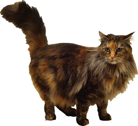 Cat PNG